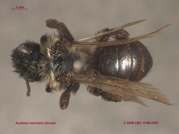 Photo of Andrena merriami by Spencer Entomological Museum